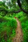 Woman hiking through coast live oaks in Harmon Canyon Preserve, Ventura, California, USA. Art Print